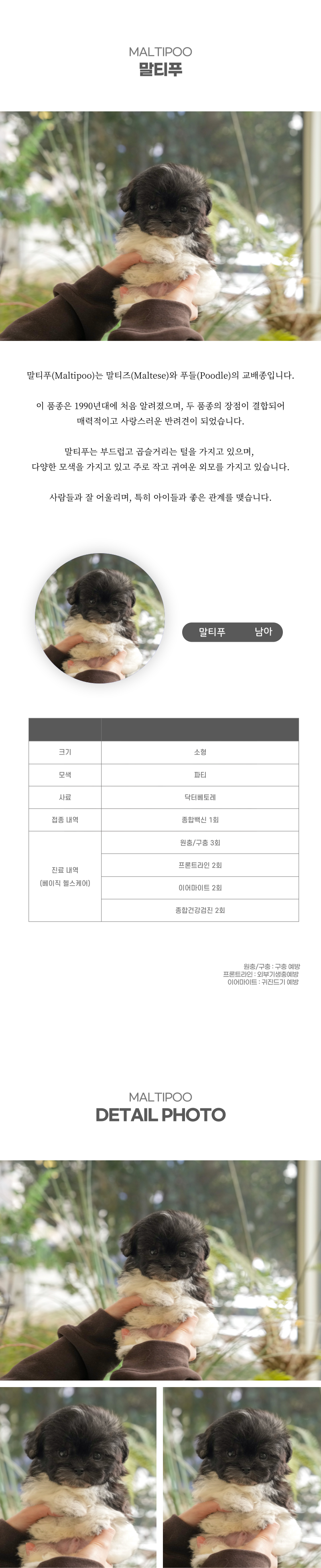 말티푸_상세이미지_2